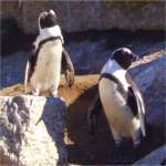 Penguin Colony